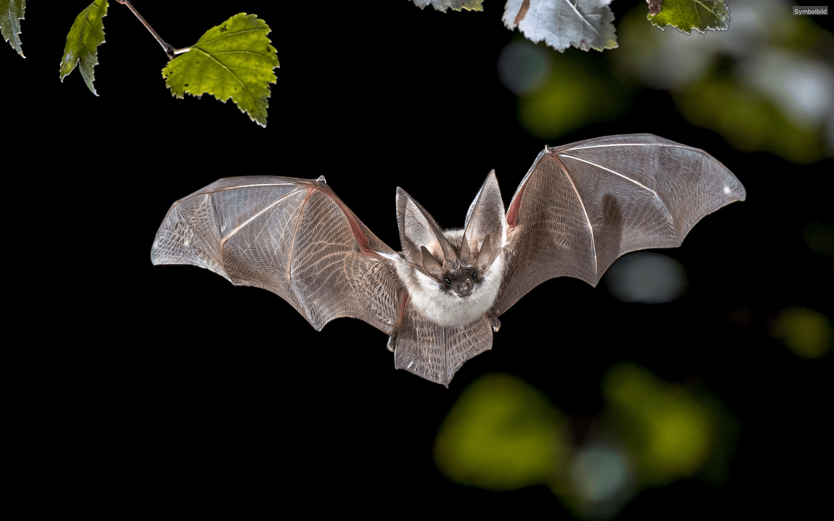 Fledermaus-Nachtwanderung in Ammerndorf: Spannende Erlebnisse bei Dämmerung am 28. September – Einblicke in die Welt der lautlosen Jäger der Nacht.