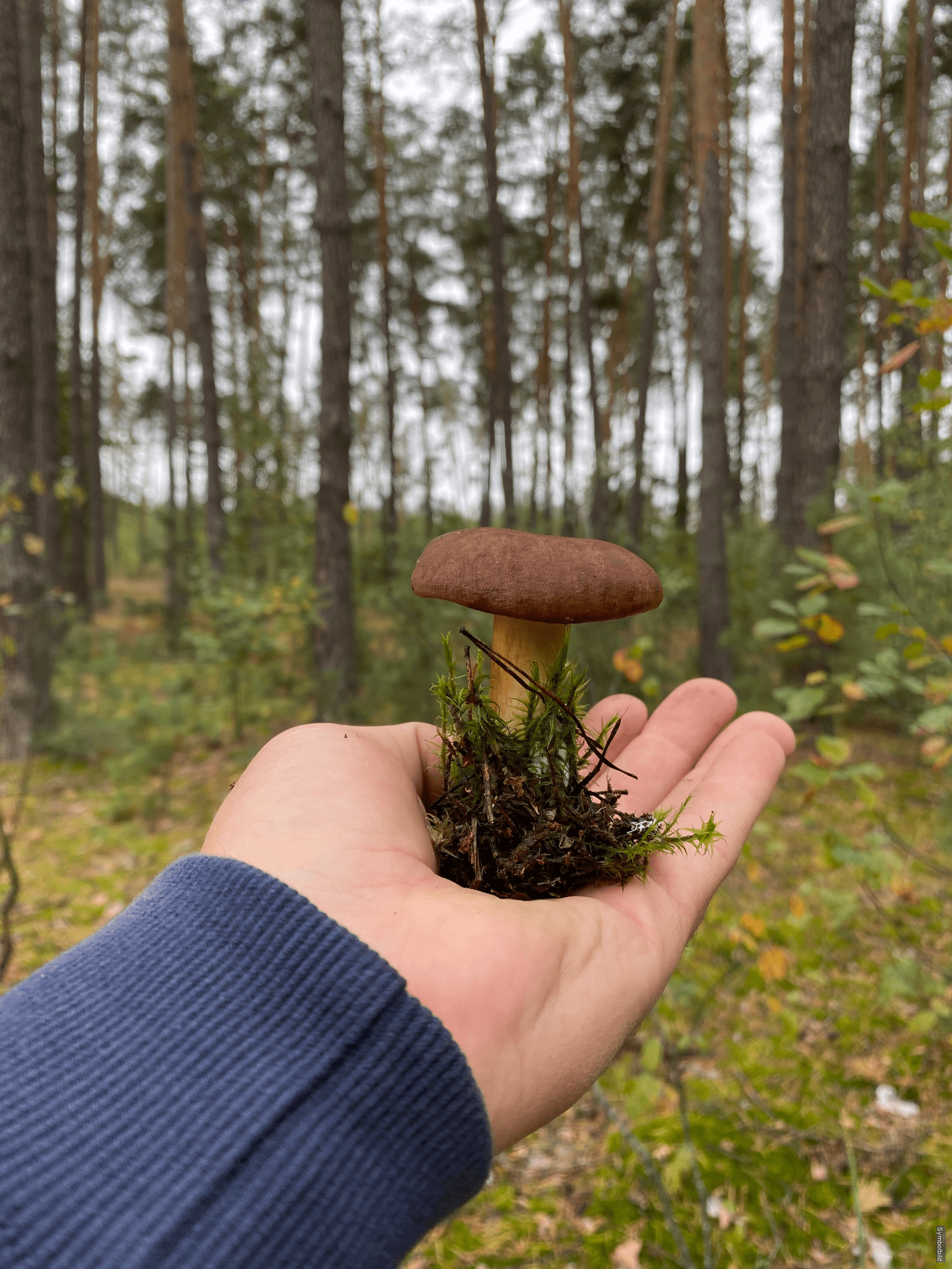 Pilzexkursion im Wald bei Veitsbronn – Naturfreunde können essbare Pilze entdecken